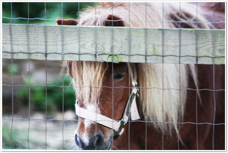 Shetlænder Sussi billede 8