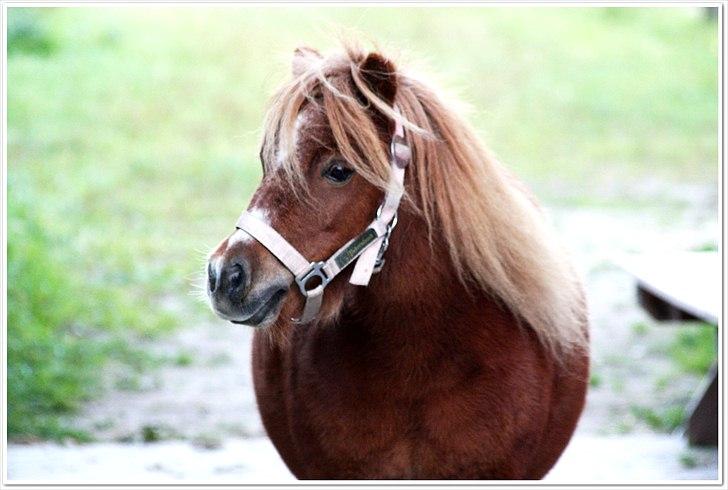 Shetlænder Sussi billede 9