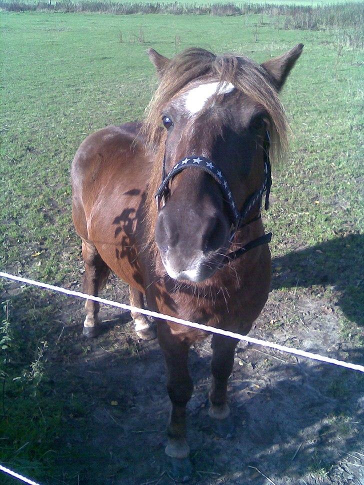 Anden særlig race Ferrari - Når han vil med sin moar!<3 billede 14