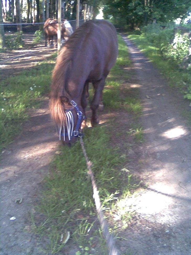 Anden særlig race Ferrari - ude og gå tur og få lidt græs<3 billede 17