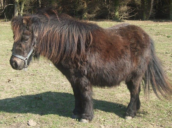 Shetlænder Tulle - Lille pelskugle <3 :) billede 19
