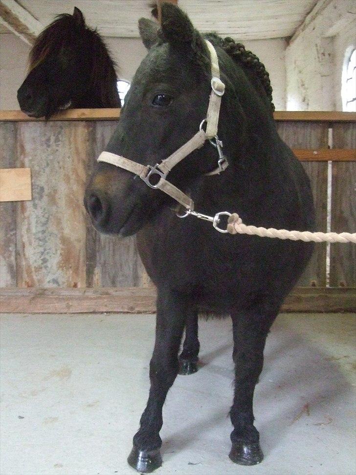 Shetlænder Tulle - Vrinsk fra Tulle, tak fordi i kiggede forbi :) billede 20