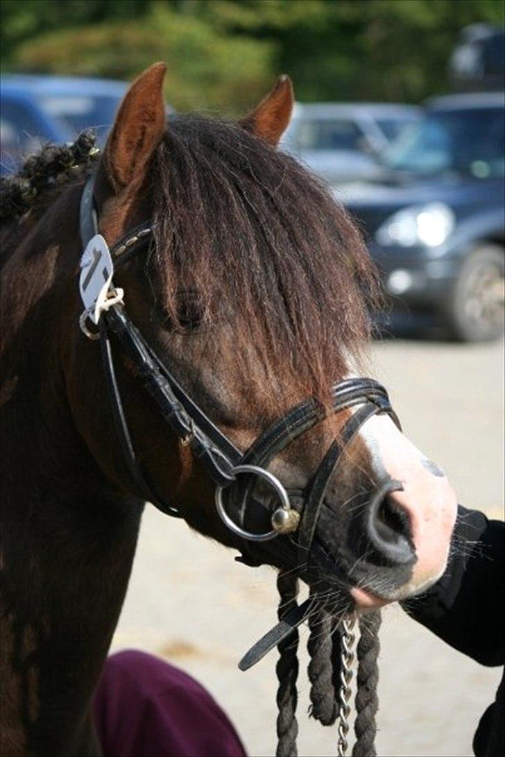 Pinto Klokkergårdens Spirit PIH - AVLSHINGST billede 19