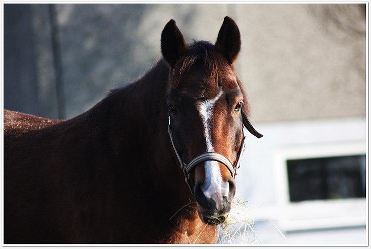 New Forest Bjørndals Horisont billede 6