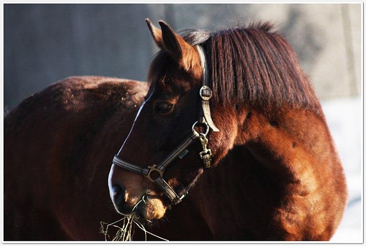 New Forest Bjørndals Horisont billede 7