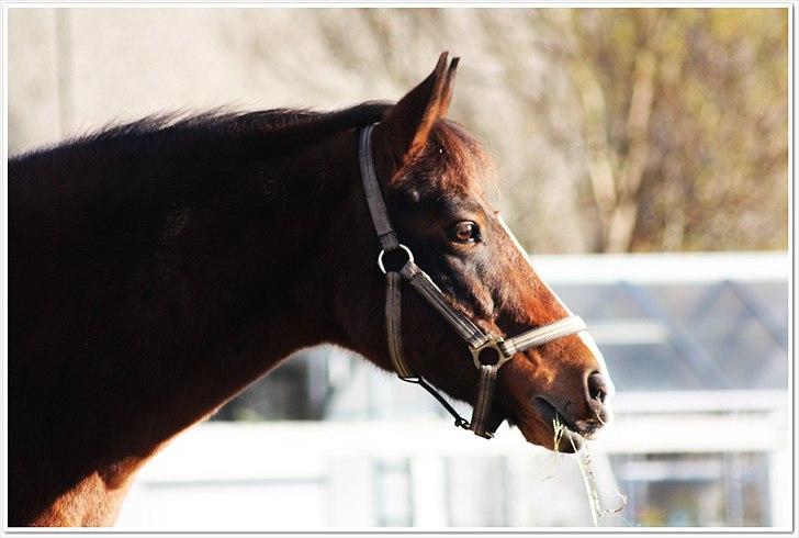 New Forest Bjørndals Horisont billede 8