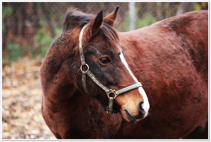 New Forest Bjørndals Horisont billede 9