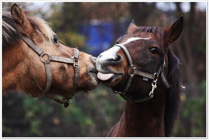 New Forest Bjørndals Horisont billede 10