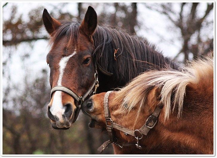 New Forest Bjørndals Horisont billede 11
