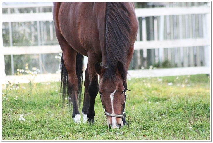 New Forest Bjørndals Horisont billede 12