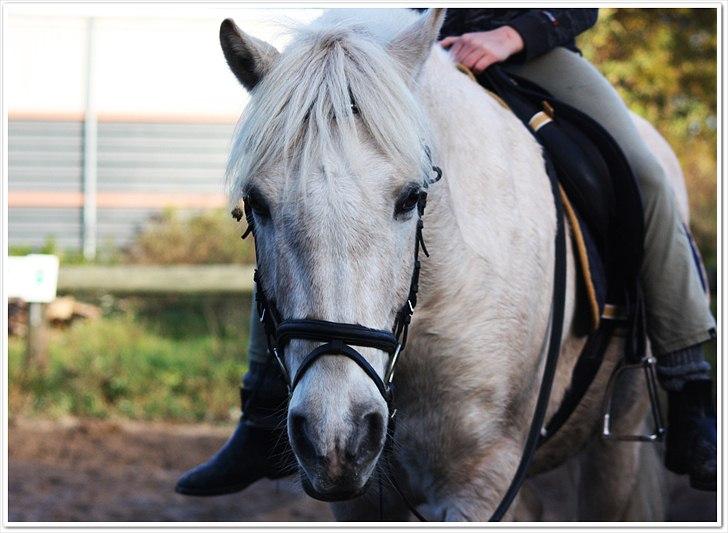 Anden særlig race Oswald <3 billede 9