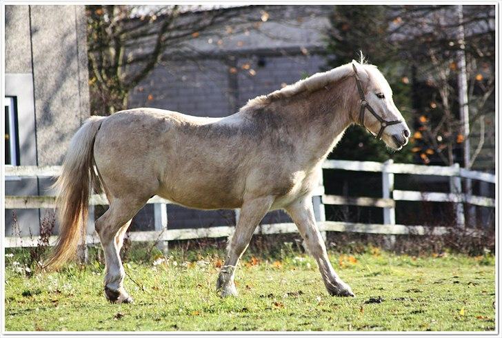 Anden særlig race Oswald <3 billede 10