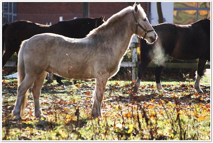 Anden særlig race Oswald <3 - Hold da op livet er hård var?! <3 billede 11