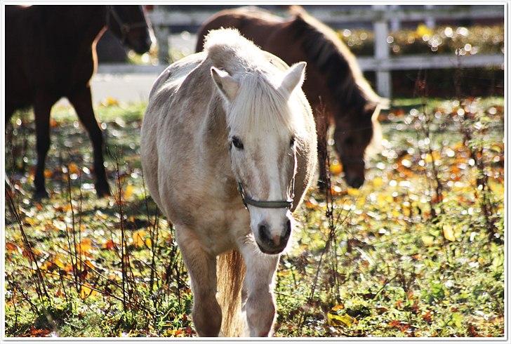 Anden særlig race Oswald <3 billede 12