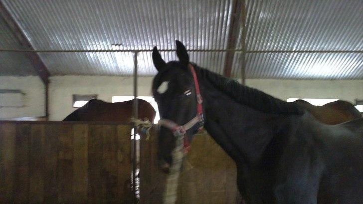 Dansk Varmblod SAZKIBARD S billede 19