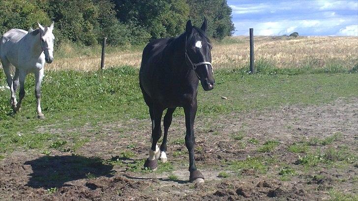 Dansk Varmblod SAZKIBARD S billede 20