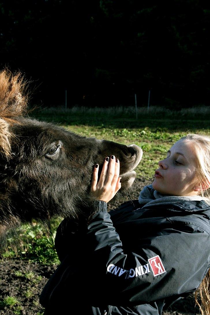 Islænder Halakarta fra Søholm billede 18