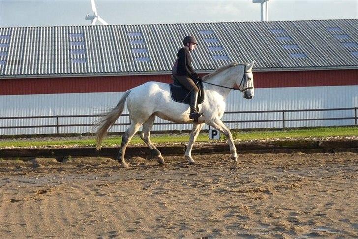 Anden særlig race Madigan - min dejlige dresur hest som bedst kan lide og springe:D billede 11