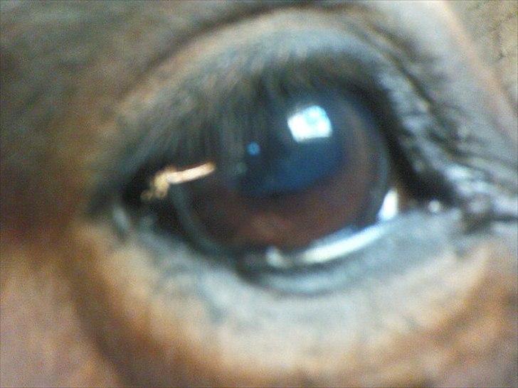 Anden særlig race Tippo *Ex-passer* - Tippos smukke øje<3 billede 15