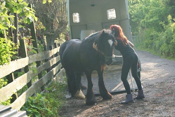 Irish Cob black magic *solgt* - vi ses :) billede 19