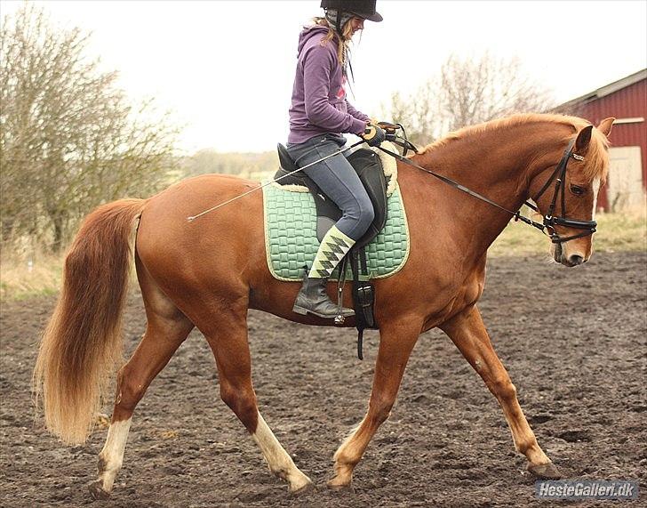 Anden særlig race Salsa billede 9