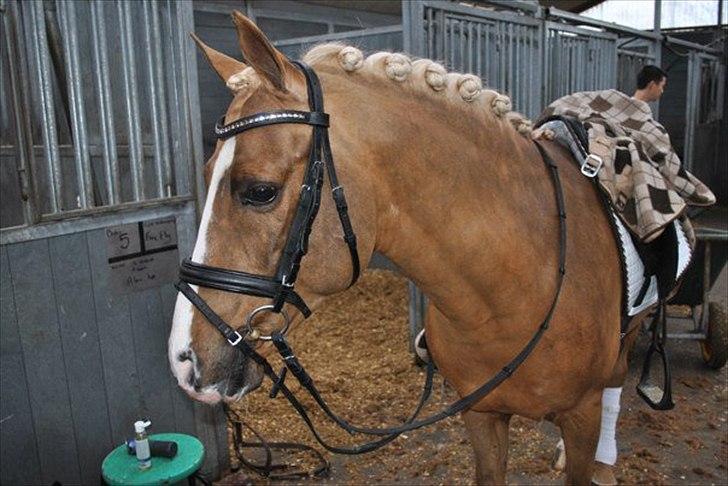 Anden særlig race Dream step *A- PONY!* - brumby´s far :)
 billede 7