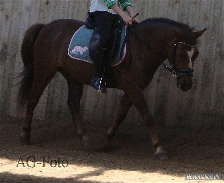 Anden særlig race Buster - jeg er træt jeg gider ikk mere billede 13