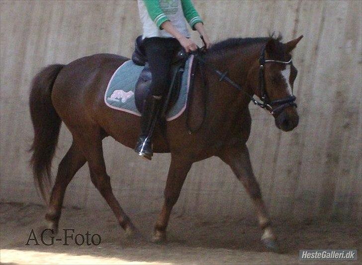 Anden særlig race Buster - afsted det går billede 15