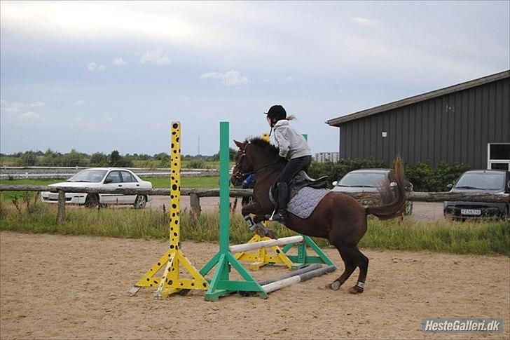 Anden særlig race Buster - wiii  billede 16