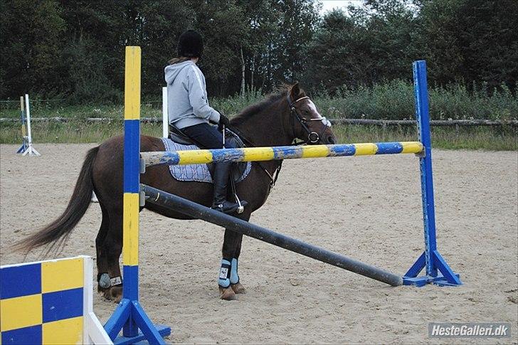 Anden særlig race Buster - Buster det er altså for højt til os!! ;) billede 17