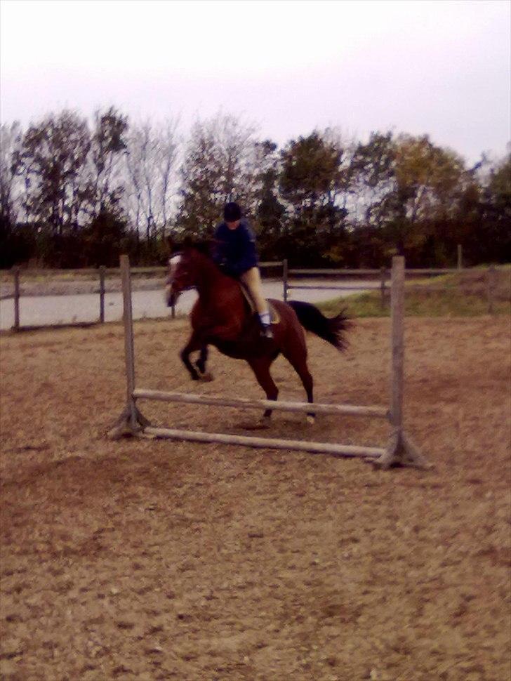 Anden særlig race Regitze billede 10