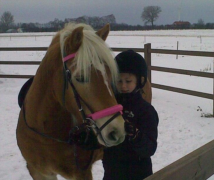 Haflinger Mille Skov - <3
 fotograf: far billede 20