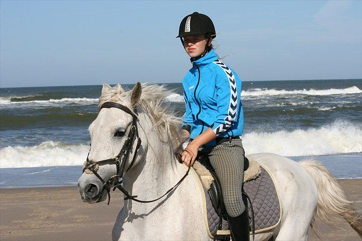 DSP Bæklunds Moloney *SOLGT* - tur på stranden. (-: billede 5
