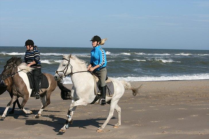 DSP Bæklunds Moloney *SOLGT* - Gallop tur langs stranden som blev til et løb mellem tre heste Moloney - Robin og Roan billede 7
