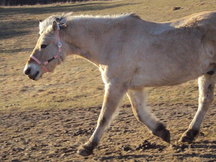 Fjordhest Raca | tidl. part | •R.I.P.• altid elsket - Raca i en fin trav oppe på folden.:') 
//Foto: Mig billede 14