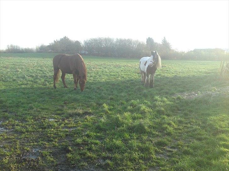 Irish Cob Willow ER FLYTTET - Holder lige øje med PMS tegn... billede 13