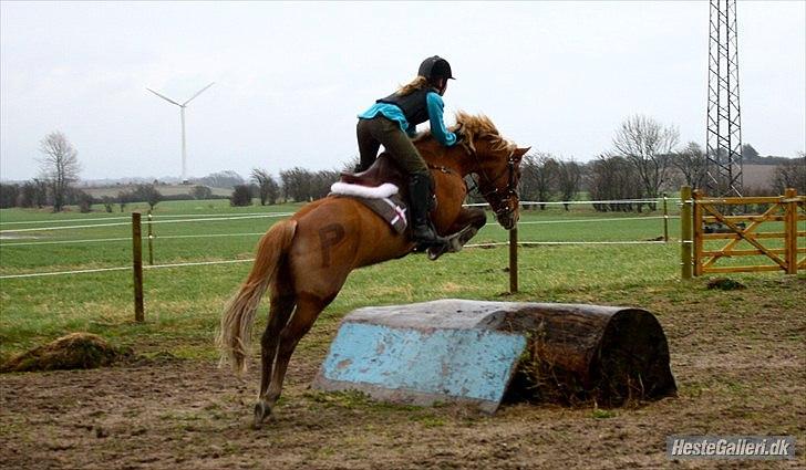 New Forest Pegasus af Bråskovgård<3 - Første gang jeg springer træstamme på hende !!!<3 2011 billede 8