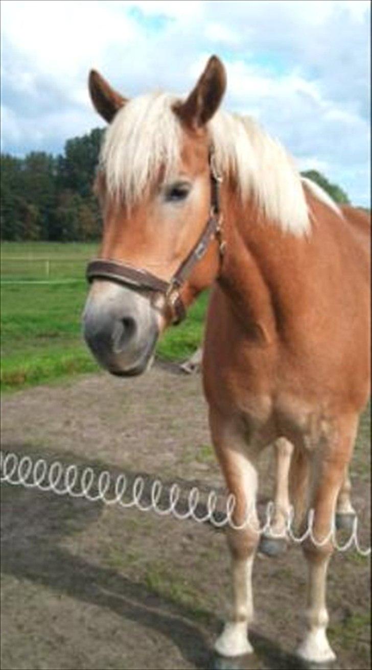 Tyroler Haflinger Wilox  billede 1