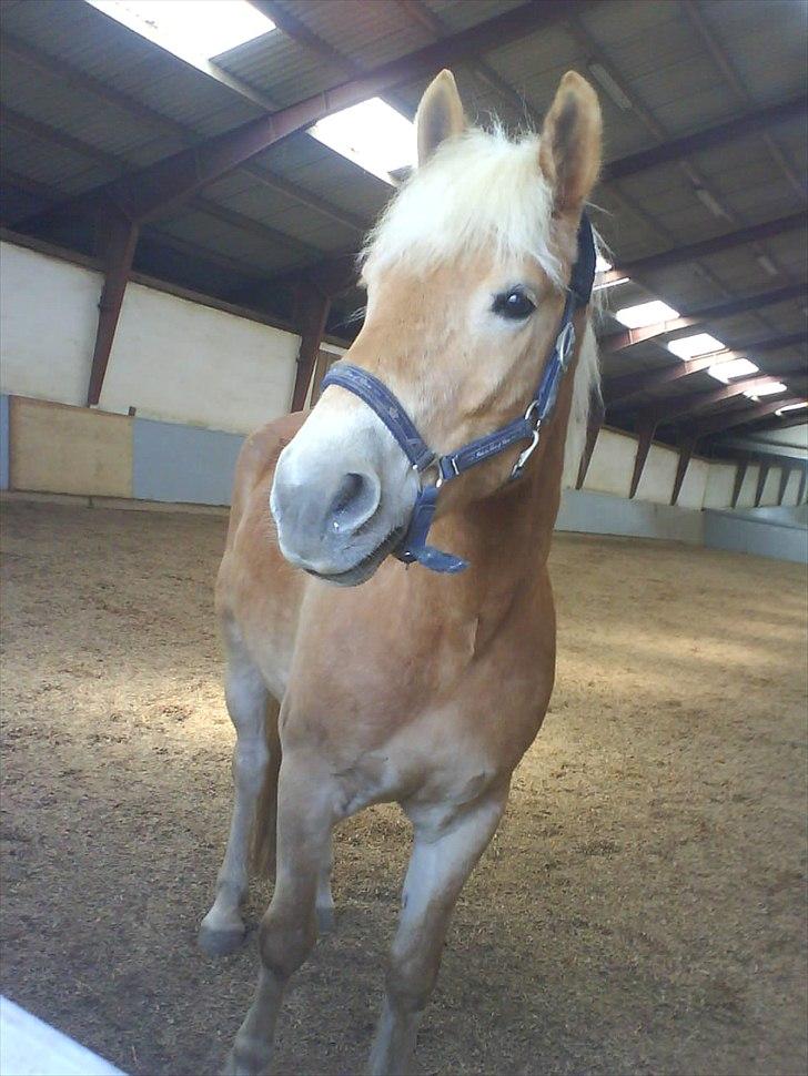 Tyroler Haflinger Wilox  billede 4