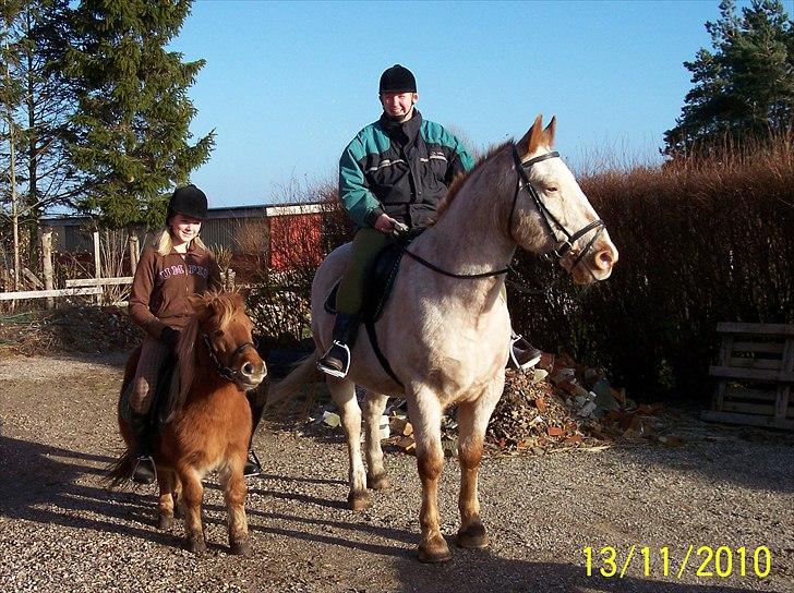 Knabstrupper Napoleon ( 25+ )  billede 10