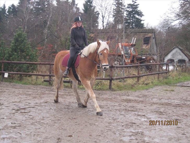 Tyroler Haflinger Wilox  billede 7