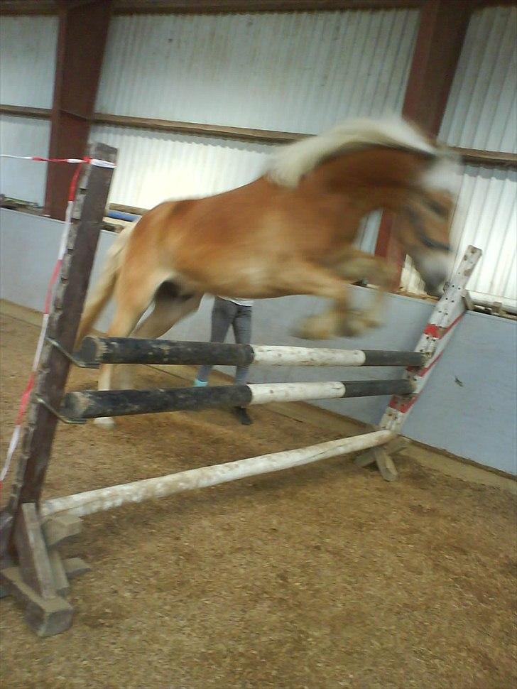 Tyroler Haflinger Wilox  billede 9