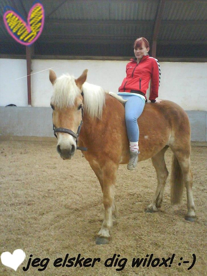Tyroler Haflinger Wilox  billede 10