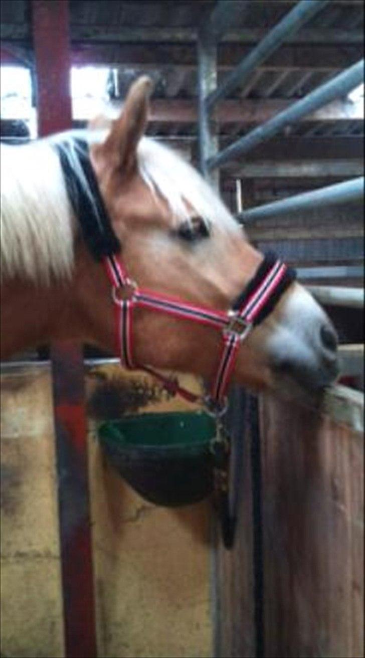 Tyroler Haflinger Wilox  billede 11