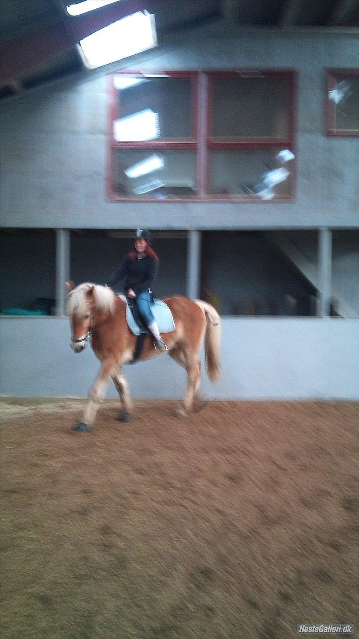 Tyroler Haflinger Wilox  billede 12