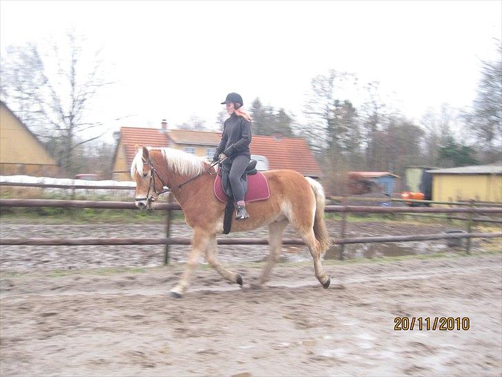 Tyroler Haflinger Wilox  billede 14