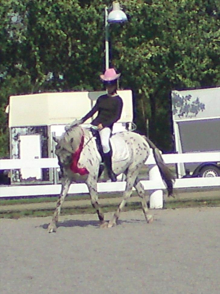 Knabstrupper amigo `solgt´ - velkommen til amigos profil<3 billede 1