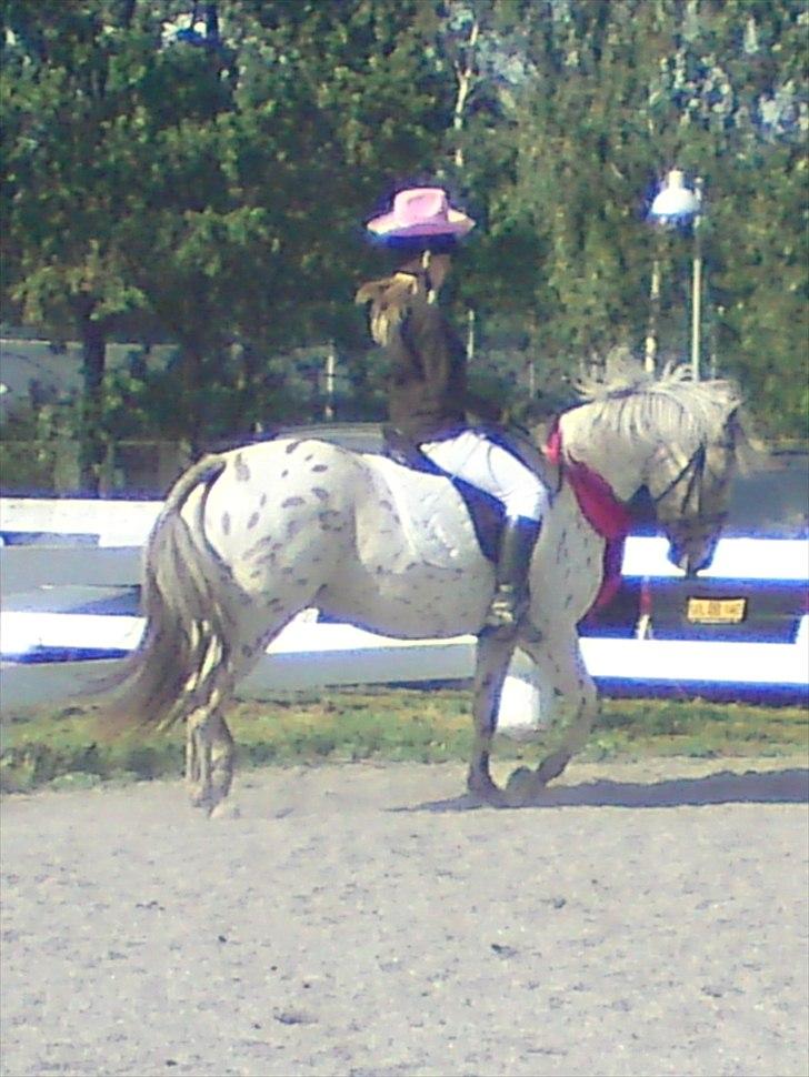 Knabstrupper amigo `solgt´ billede 2