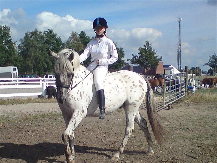 Knabstrupper amigo `solgt´ billede 3