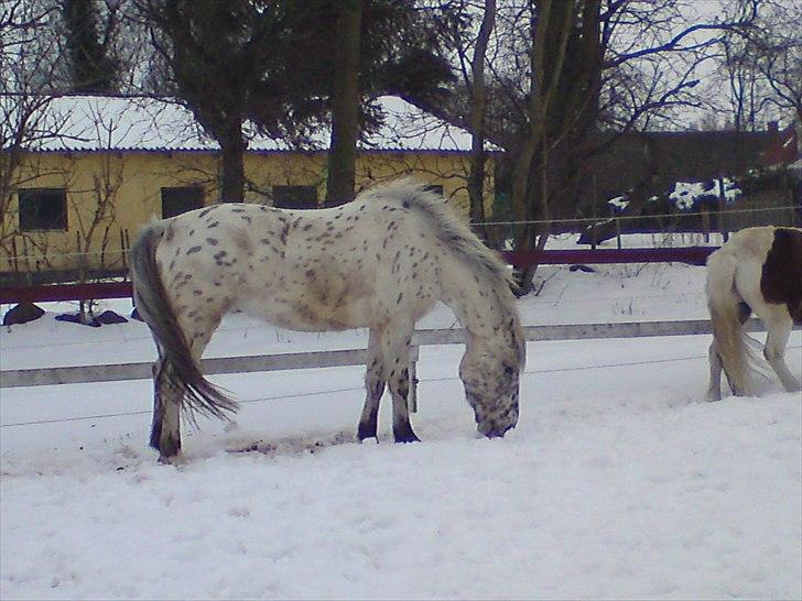 Knabstrupper amigo `solgt´ billede 4